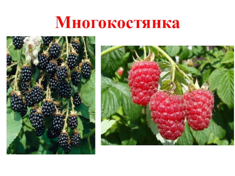 Многокостянка плод фото