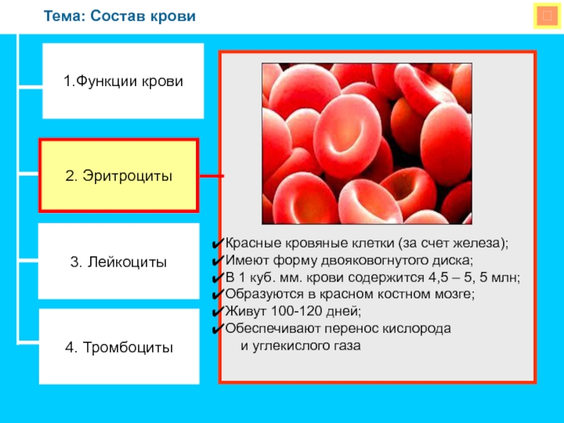 Функции крови презентация