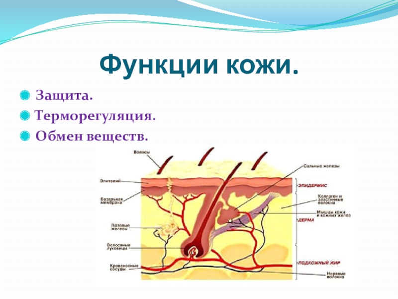 Кожа животных схема