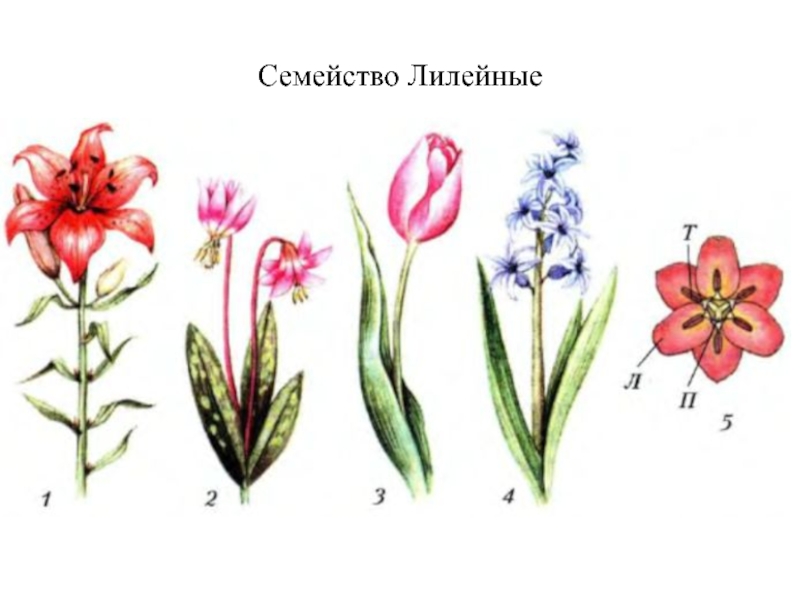 Три примера лилейных. Покрытосеменные Лилейные. Цветок лилейных однодольных растений. Семейство покрытосеменных семейство Лилейные. Однодольные семейство Лилейные.