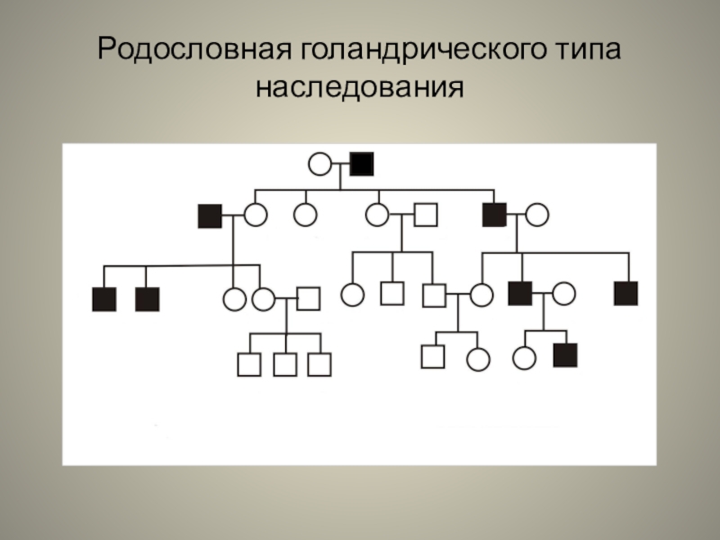 Типы родословных. Голандрический наследование родословная. Родословная с голандрическим типом наследования. Голандрический Тип наследования схема. Y-сцепленное (голандрическое) наследование.