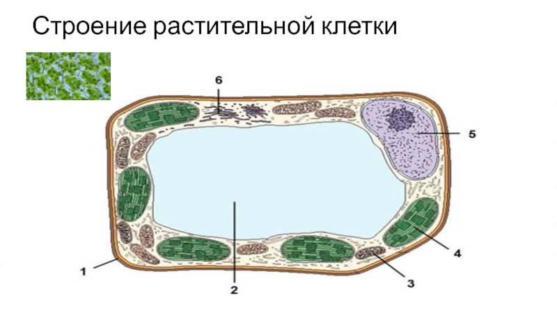 Химическое строение растительной клетки. Мембрана растительной клетки строение рисунок. Мембранные структуры растительной клетки. Строение мембраны растительной клетки. Цитоплазматическая мембрана клетки растений.