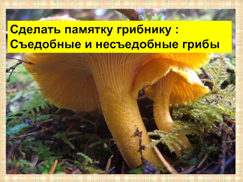 Сделать памятку грибнику :Съедобные и несъедобные грибы
