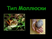 Презентация Тип Моллюски 7 класс