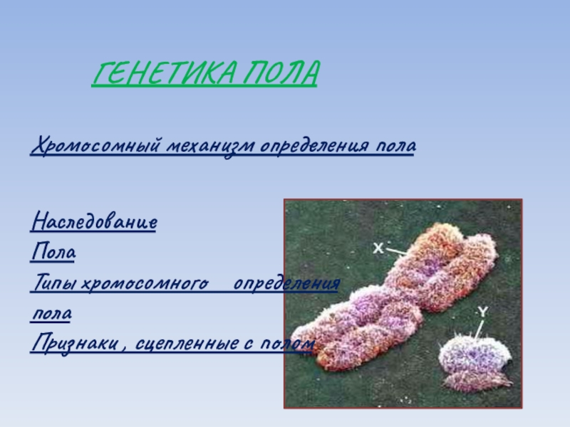 Презентация по биологии 10 класс генетика пола