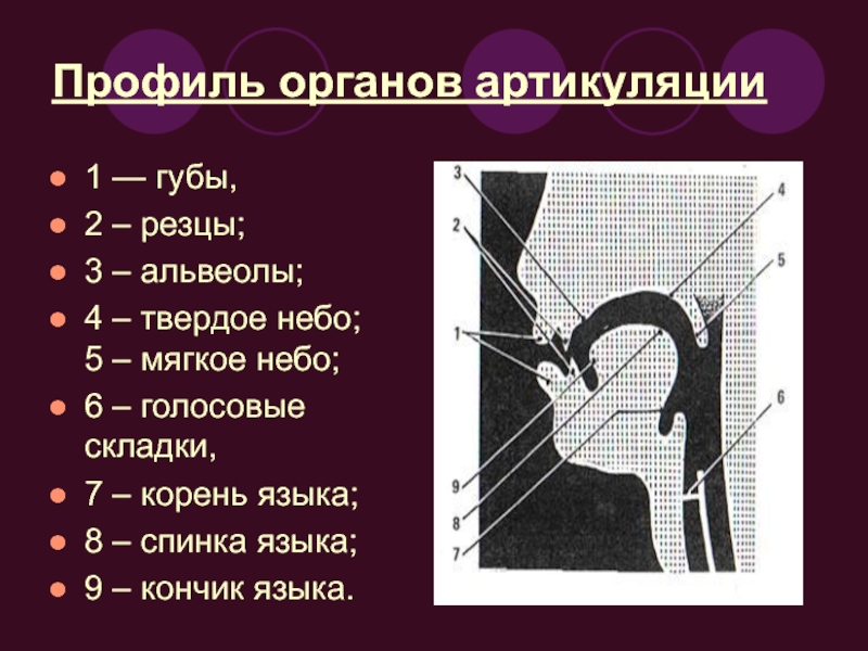 Какие органы речи. Схематический профиль органов артикуляции. Механизм артикуляции. Профиль органов речи.