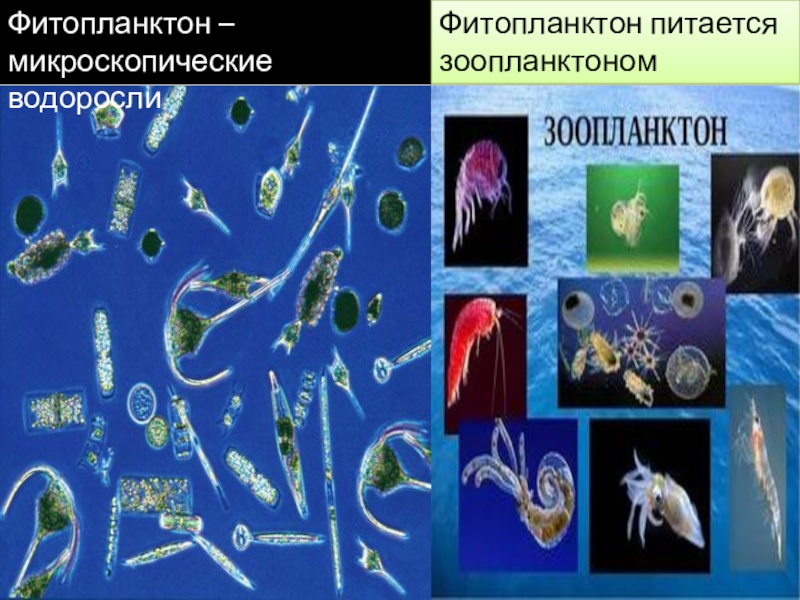 Определение фитопланктона