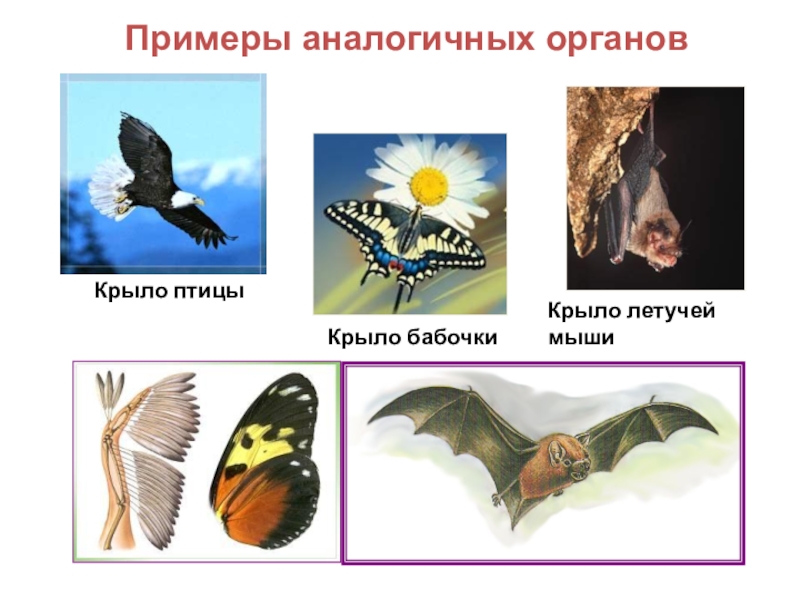 На что похожи крылья. Аналогичные органы примеры. Аналоги биология. Аналогичные примеры. Гомологи и аналоги в биологии.