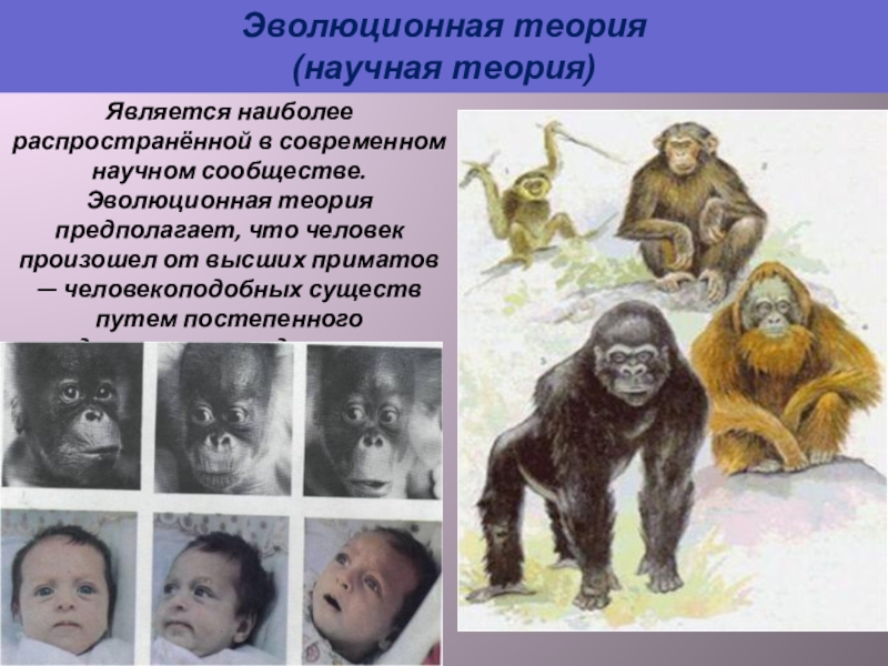 Эволюционная теория. Эволюционная теория происхождения человека. Высшие приматы. Автор теории эволюции.