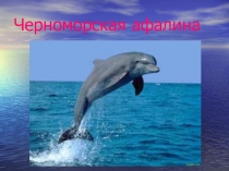 Презентация по окружающему миру на тему Животные Черноморского побережья (4 класс)