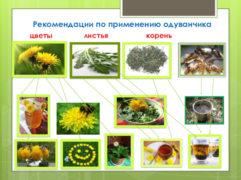 Использование одуванчика. Чем полезен одуванчик для человека. Одуванчик применение. Чем полезны одуванчики для здоровья. Одуванчик для чего полезен человека.