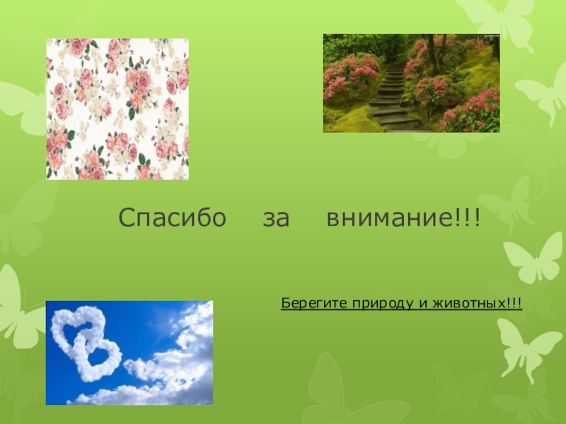 Спасибо за внимание берегите природу картинки для презентации