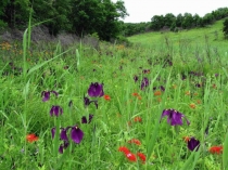 Презентация по окружающему миру