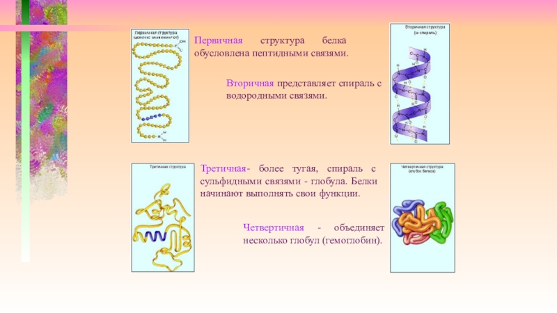 Первичные связи белков. Строение и функции белков первичная. Строение и функции структуры белка.. Первичная структура белка обусловлена. Первичная структура белков обусловлена связями.