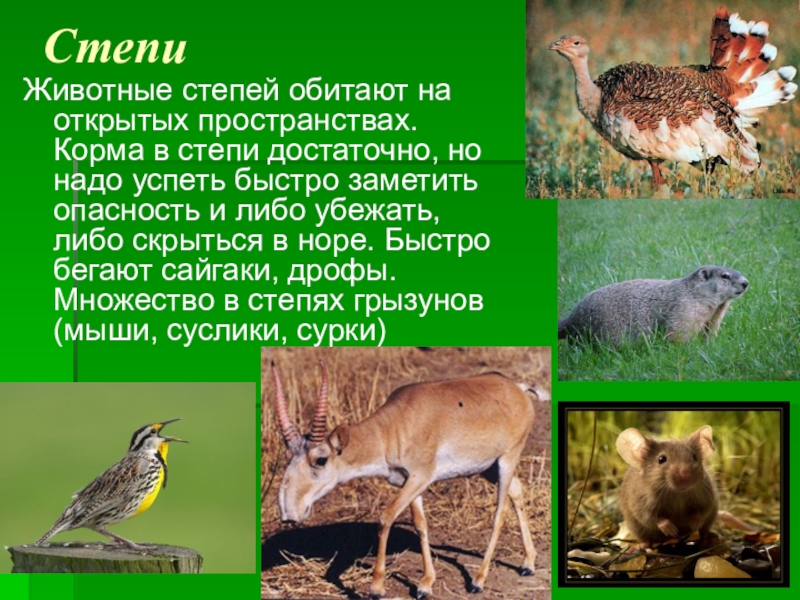 Кто живет в степи животные. Животный мир степи. Животный мир степи презентация. Животный мир степи в России. Степные животные России.