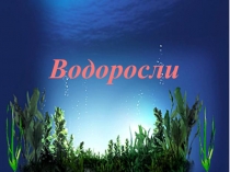 Водоросли древнейшая гуппа растений