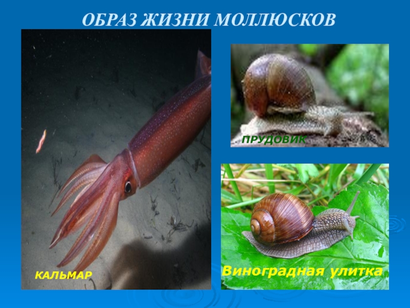 прудовик среда обитания. характеристика брюхоногих моллюсков. головоногие моллюски образ жизни. моллюски образ жизни. класс моллюсков среда обитания.