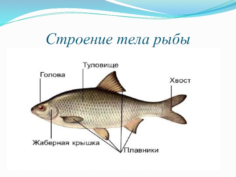 Главные признаки рыб схематический рисунок