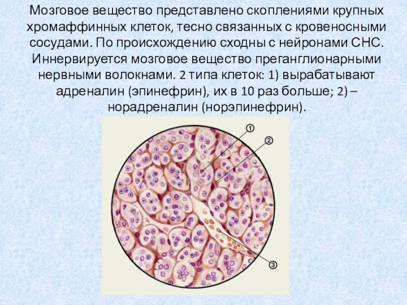 Мозговое вещество. Хромаффинные клетки. Хромаффинные клетки мозгового вещества. Хромаффинные клетки надпочечников.