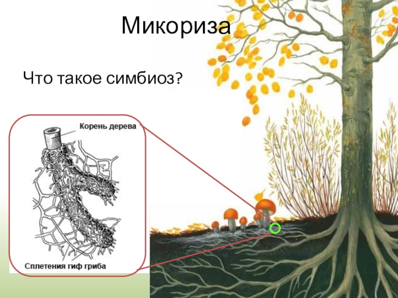 Презентация по биологии симбиоз