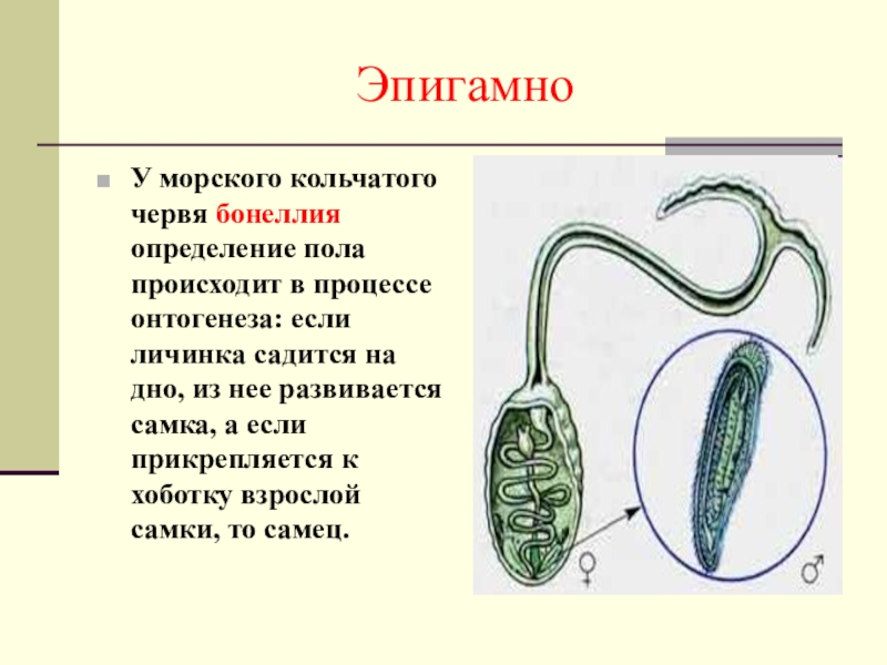 ЭпигамноУ морского кольчатого червя бонеллия определение пола происходит в процессе онтогенеза: если личинка садится на дно, из