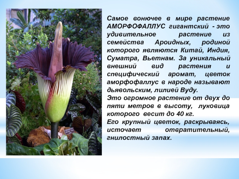 Самое вонючее в мире растение АМОРФОФАЛЛУС гигантский - это удивительное растение из семейства Ароидных, родиной которого являются