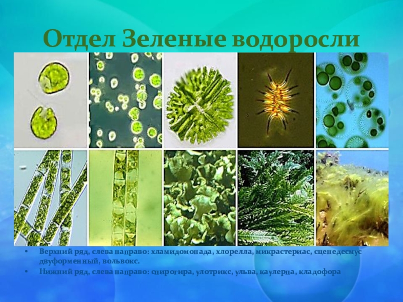Улотрикс относится к водорослям. Chlorophyta отдел зелёные водоросли. Улотрикс спирогира Ульва. Хлорелла и Ульва. Хламидомонада • спирогира • хлорелла.
