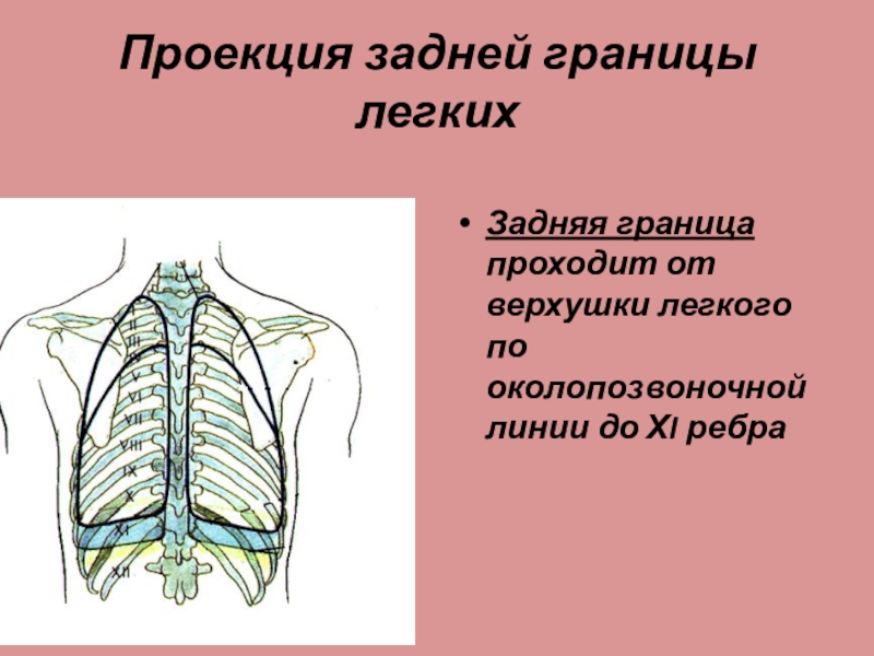 Проекция легких. Границы легких анатомия таблица. Проекция верхушки правого легкого. Границы левого легкого анатомия. Опишите границы легких.