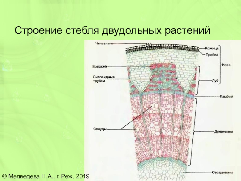 Стебель двудольного растения. Анатомическое строение стебля двудольных. Строение стебля двудольного травянистого растения. Внутреннее строение стебля двудольных растений. Двухдольный срез стебля.