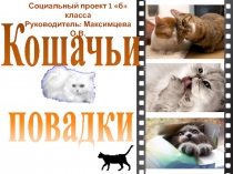 Презентация. Проект Кошачьи повадки