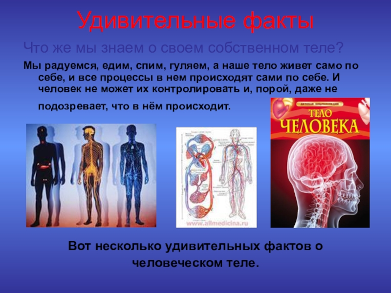 Факты систем органов человека. Интересные сведения о человеке. Интересное о человеческом теле. Интересные факты о организме человека. Интересные факты о фигуре человека.