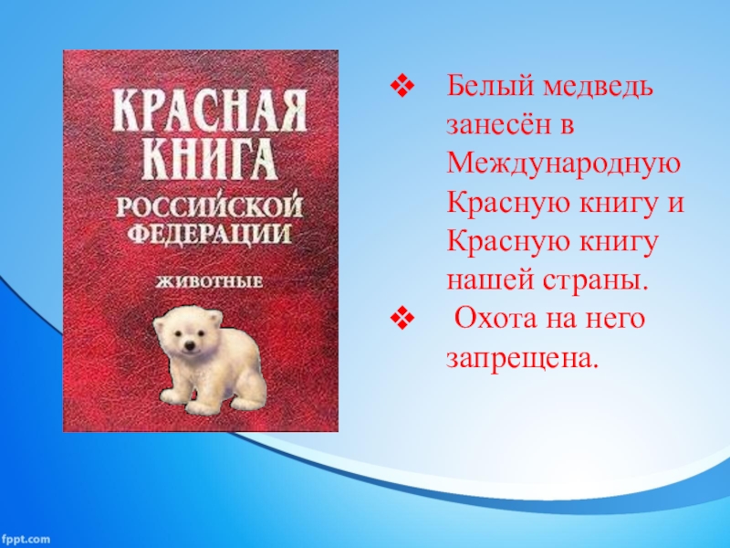 Почему медведи занесены в красную книгу. Белый медведь красная книга. Белый медведь из красной книги. Красная книга России белый медведь. Белый медведь занесен в красную книгу.