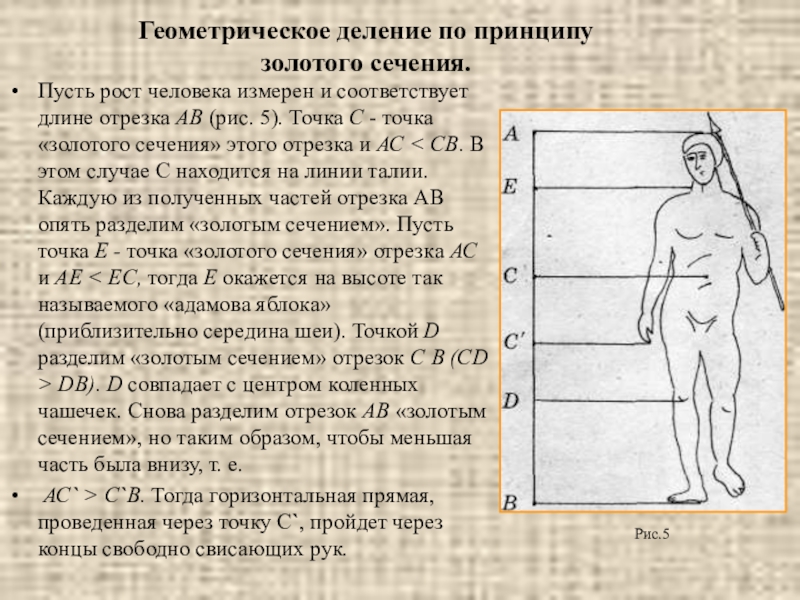 Соответствует длине. Золотое сечение человеческого роста. Золотое сечение рост. Золотое сечение человека как измерить. Люди соответствующие Золотому сечению.