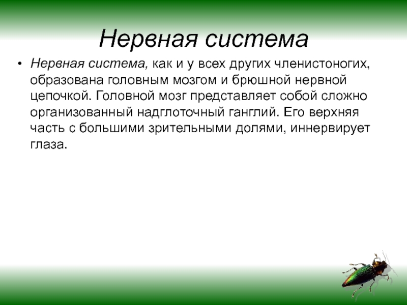 Нервная насекомых. Функция нервной системы у насекомых. Класс насекомые нервная система. Нервная система насекомых кратко. Нервная система насекомых 7 класс.