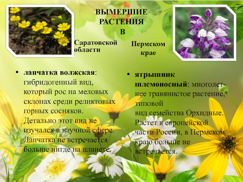 Вымершие растения