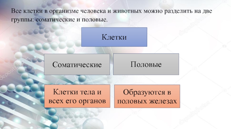 Соматические клетки тела