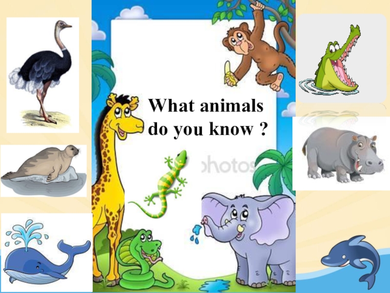 What can animals do презентация