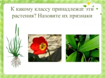 Презентация к уроку биологии Класс Однодольные. Семейство Крестоцветные, 7 класс