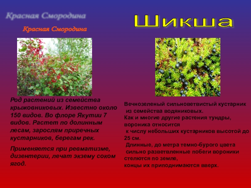 Род растений. Роды растений. Род кустарников семейства. Какие бывают рода у растений.