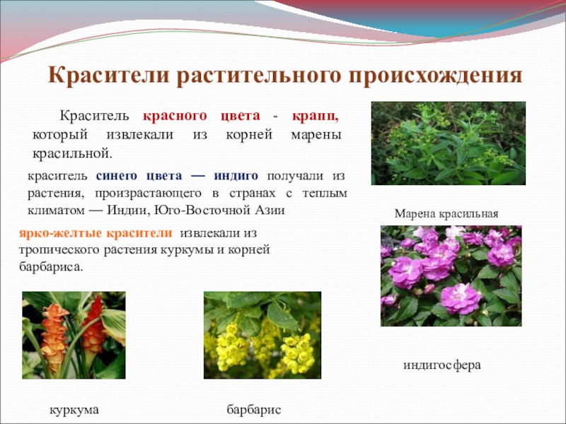 Основные свойства растения
