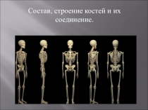 Презентация по биологии Состав, строение костей и их соединение