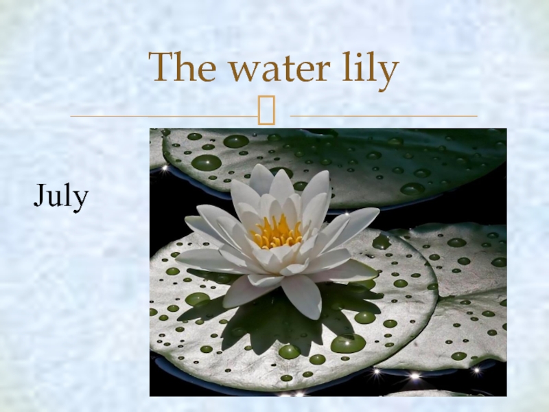 The flowers to water every day