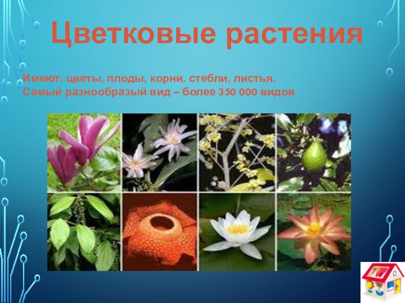 Цветковая 11. Цветковые растения 3 класс окружающий мир. Многообразие красивых цветов. Виды растений презентация. Растения урок 1 класс.