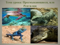 Презентация по биологии на тему  Пресмыкающиеся
