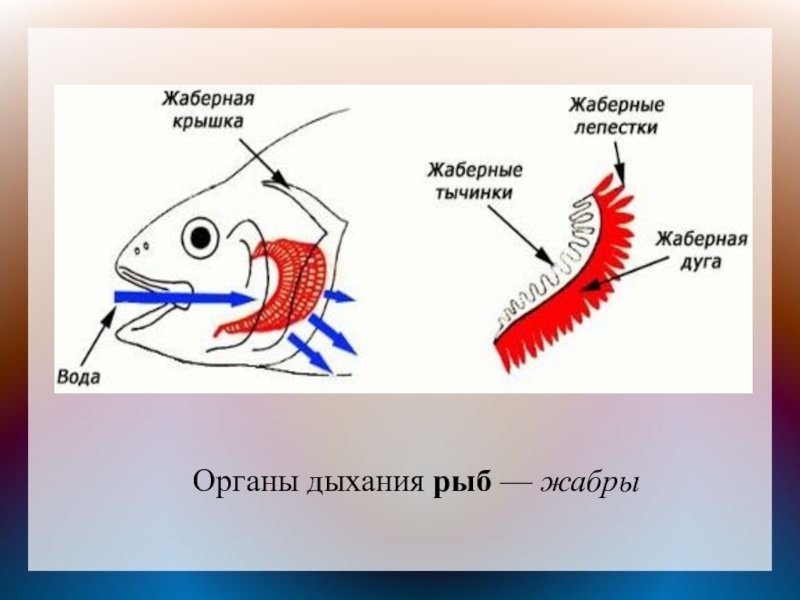 Жабры как нарисовать