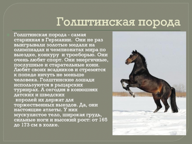 Лошадь доклад 3 класс. Сообщение о лошади. Интересные факты о лошадях. Реферат на тему породы лошадей. Самые древние породы лошадей.