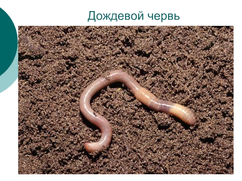 Дождевой червь обитает в среде. Почвенно подстилочные черви. Черви земляные и дождевые.