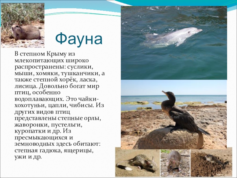ФаунаВ степном Крыму из млекопитающих широко распространены: суслики, мыши, хомяки, тушканчики, а также степной