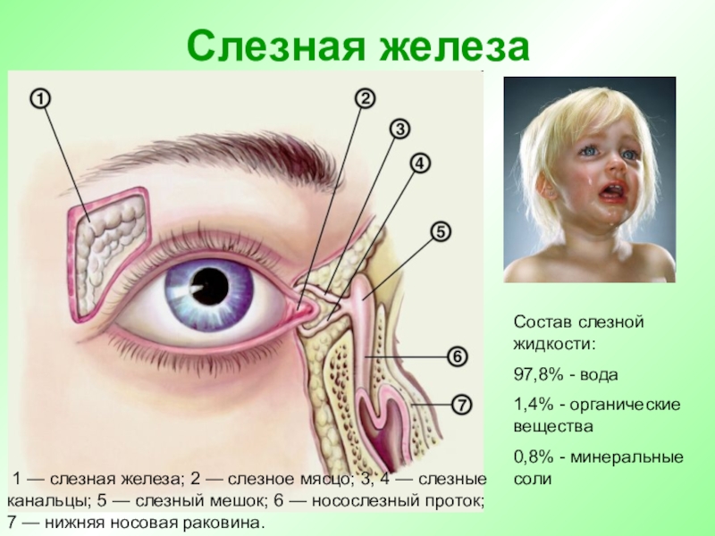 Расположение слезной железы и носослезного протока рисунок 82