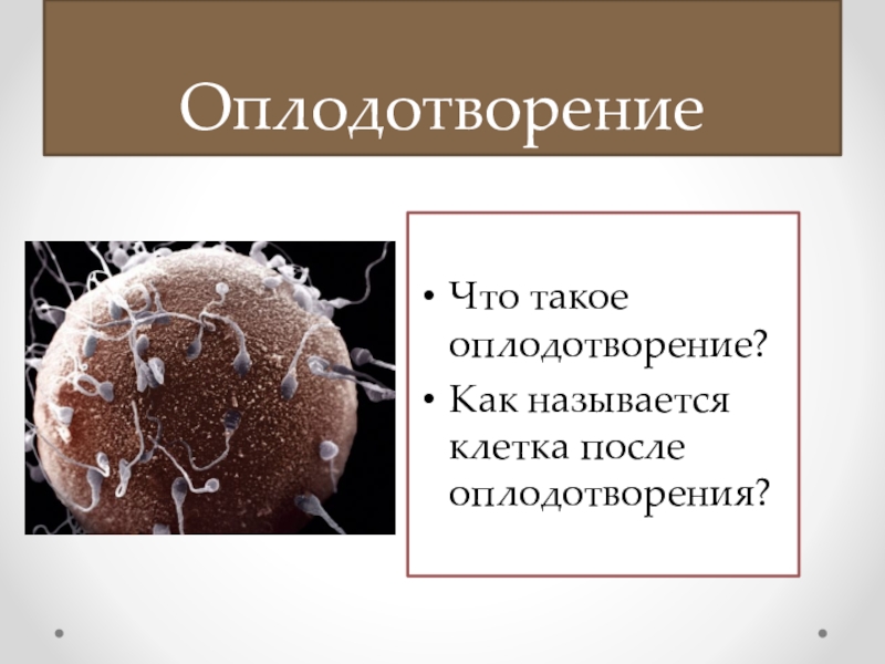 Биология 8 класс картинки оплодотворение